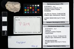 Foto (Objekt + Etikett) von Coelopus sp.  (NHMW-GEO-2014-0194-0219)